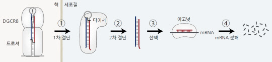 기초과학연구원(IBS)은 김빛내리 RNA 연구단장 연구팀과 노성훈 서울대 교수 연구팀이 공동으로 miRNA 생성과 RNA 치료제에 중요한 '다이서 단백질'의 작동 원리와 3차원 구조를 규명했다. 사진은 miRNA 생성 경로와 기능